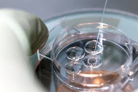 IVF embryo culture in a fertility laboratory